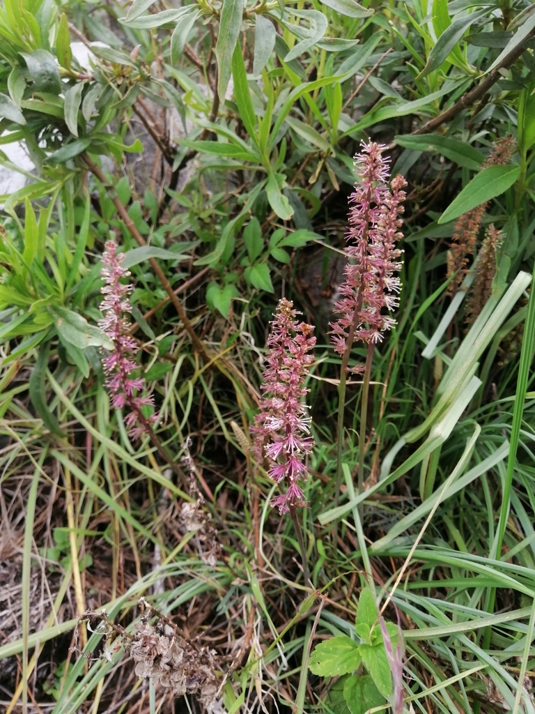 Schoenocaulon caricifolium (Schoenocaulon caricifolium)