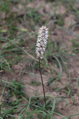 Schoenocaulon ghiesbreghtii (Schoenocaulon ghiesbreghtii)
