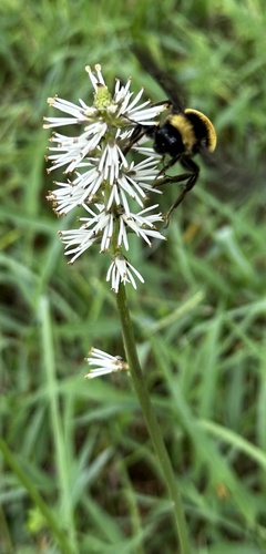 Schoenocaulon ghiesbreghtii (Schoenocaulon ghiesbreghtii)