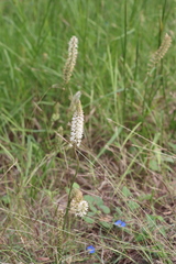 Schoenocaulon ghiesbreghtii (Schoenocaulon ghiesbreghtii)