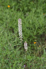 Schoenocaulon ghiesbreghtii (Schoenocaulon ghiesbreghtii)