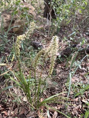 Schoenocaulon ghiesbreghtii (Schoenocaulon ghiesbreghtii)