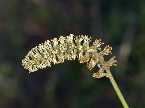 Schoenocaulon ghiesbreghtii (Schoenocaulon ghiesbreghtii)