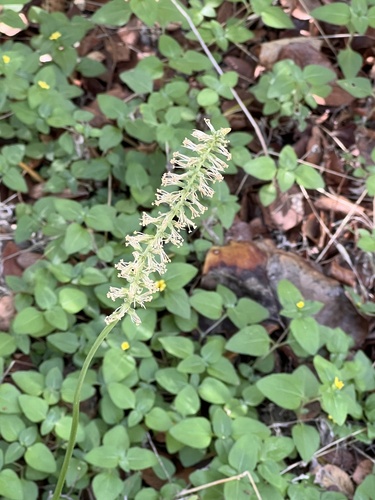Schoenocaulon ghiesbreghtii (Schoenocaulon ghiesbreghtii)