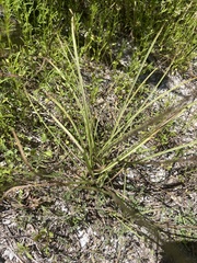 Schoenocaulon ghiesbreghtii (Schoenocaulon ghiesbreghtii)