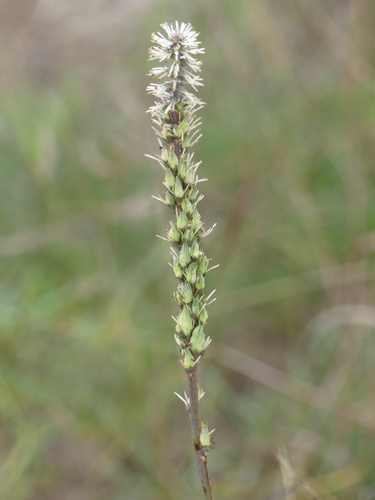 Schoenocaulon ghiesbreghtii (Schoenocaulon ghiesbreghtii)