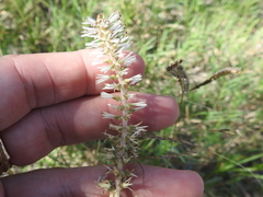 Schoenocaulon ghiesbreghtii (Schoenocaulon ghiesbreghtii)