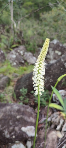 Schoenocaulon officinale (Schoenocaulon officinale)