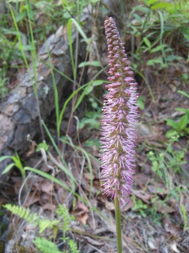 Schoenocaulon officinale (Schoenocaulon officinale)