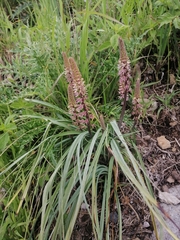Schoenocaulon officinale (Schoenocaulon officinale)