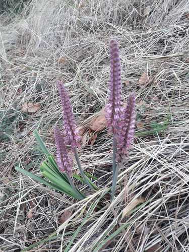 Schoenocaulon tenuifolium (Schoenocaulon tenuifolium)