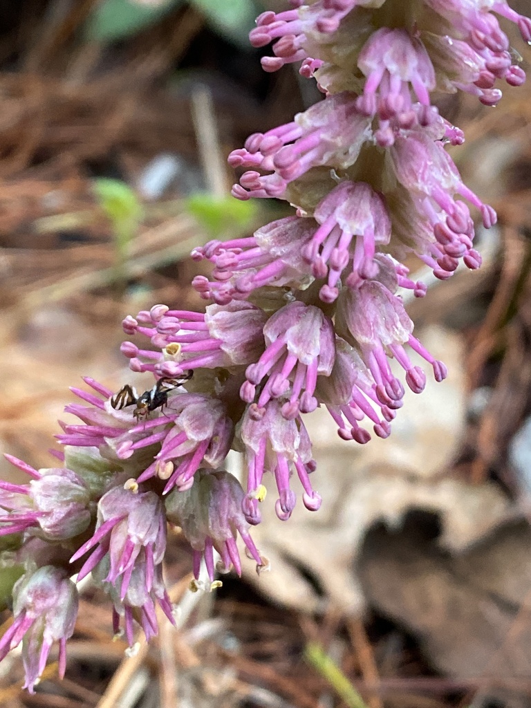 Schoenocaulon tenuifolium (Schoenocaulon tenuifolium)