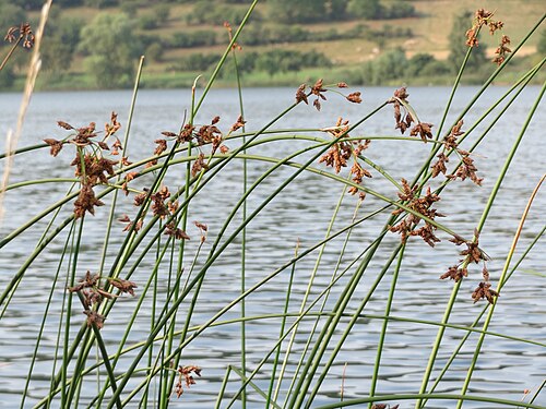 Common club-rush: Gewöhnliche Teichbinse ( Schoenoplectus lacustris ) am Schalkenmehrener Maar