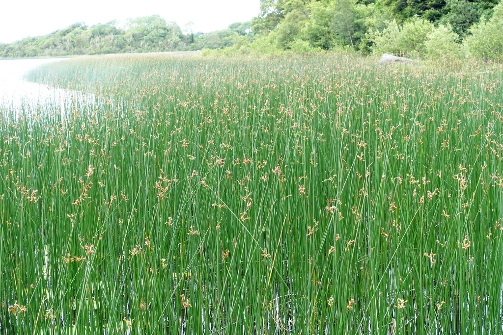 Common club-rush (Schoenoplectus lacustris)