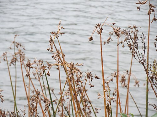 Common club-rush: Gewöhnliche Teichbinse ( Schoenoplectus lacustris ) am Schalkenmehrener Maar