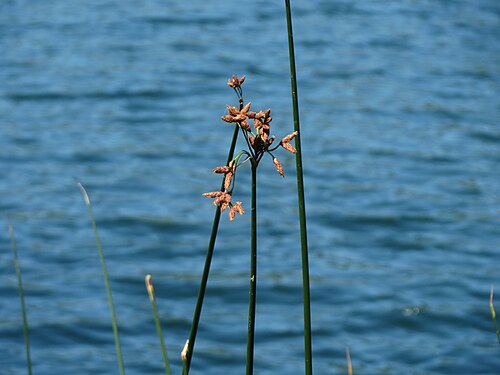 Common club-rush: Gewöhnliche Teichbinse ( Schoenoplectus lacustris ) am Schalkenmehrener Maar