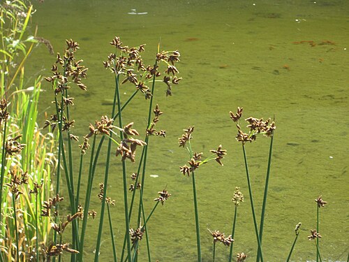 Common club-rush: Gewöhnliche Teichbinse ( Schoenoplectus lacustris ) im Bürgerpark Saarbrücken