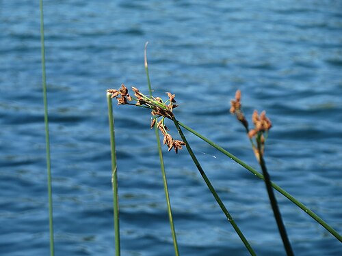 Common club-rush: Gewöhnliche Teichbinse ( Schoenoplectus lacustris ) am Schalkenmehrener Maar