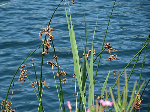 Common club-rush: Gewöhnliche Teichbinse ( Schoenoplectus lacustris ) am Schalkenmehrener Maar