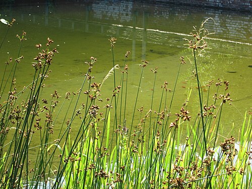 Common club-rush: Gewöhnliche Teichbinse ( Schoenoplectus lacustris ) im Bürgerpark Saarbrücken