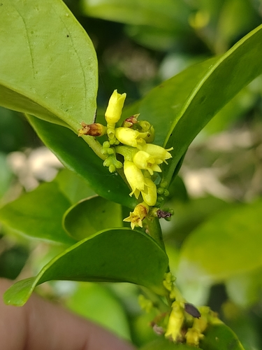 Schoepfia brasiliensis (Schoepfia brasiliensis)