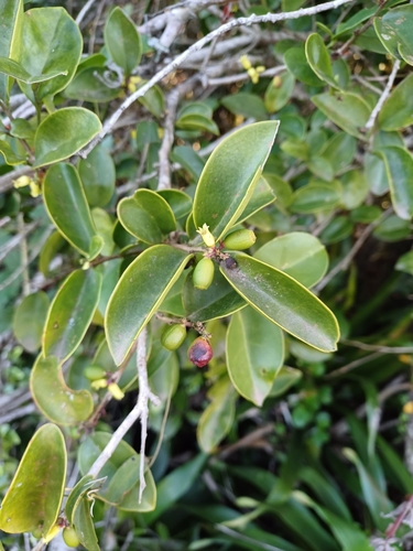 Schoepfia brasiliensis (Schoepfia brasiliensis)