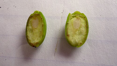 Schoepfia brasiliensis: Schoepfia brasiliensis A. DC.