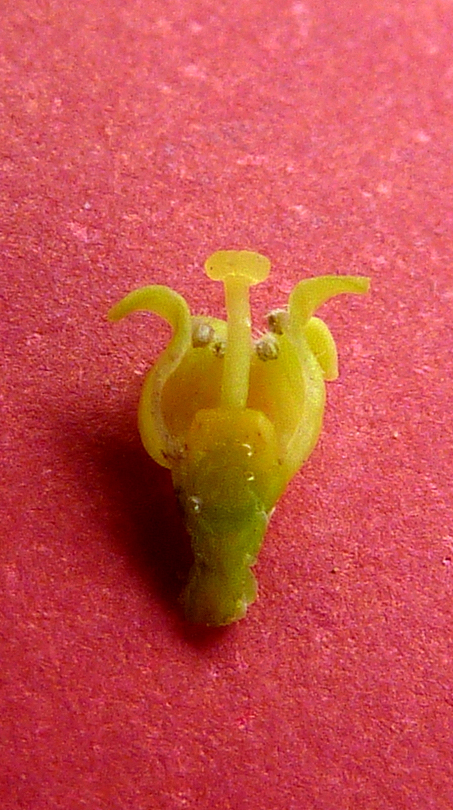 Schoepfia brasiliensis: Schoepfia brasiliensis A. DC.