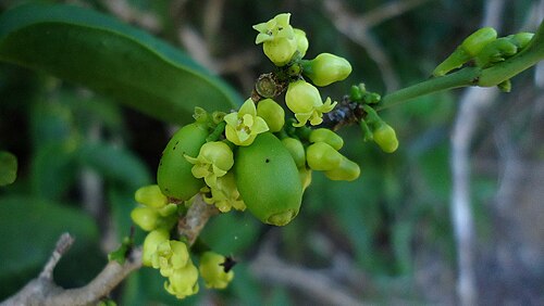 Schoepfia brasiliensis: Schoepfia brasiliensis A. DC.