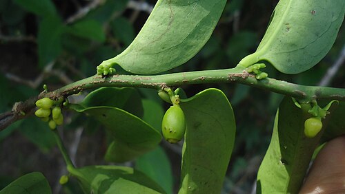 Schoepfia brasiliensis: Schoepfia brasiliensis A. DC.