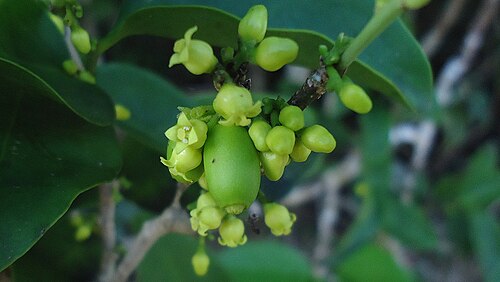 Schoepfia brasiliensis: Schoepfia brasiliensis A. DC.