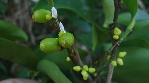 Schoepfia brasiliensis: Schoepfia brasiliensis A. DC.