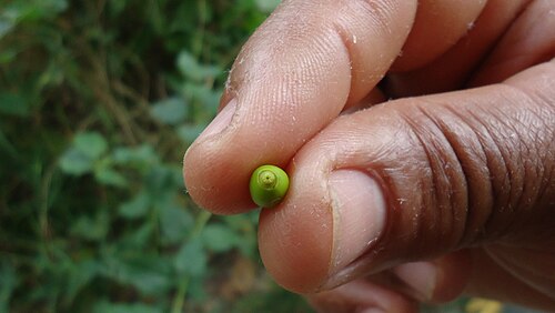 Schoepfia brasiliensis: Schoepfia brasiliensis A. DC.