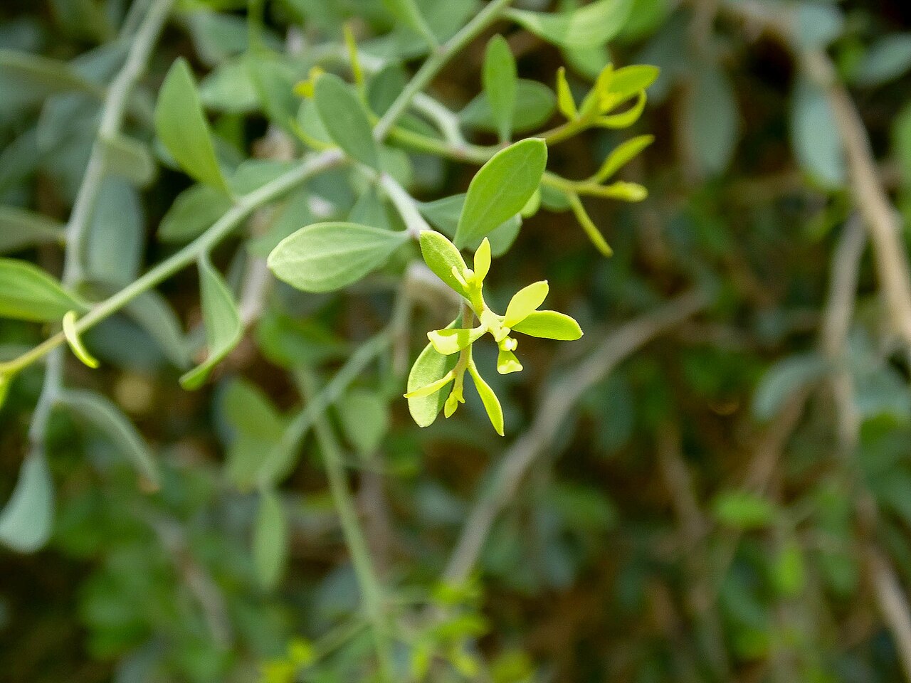 Schoepfia californica: Schoepfia californica
