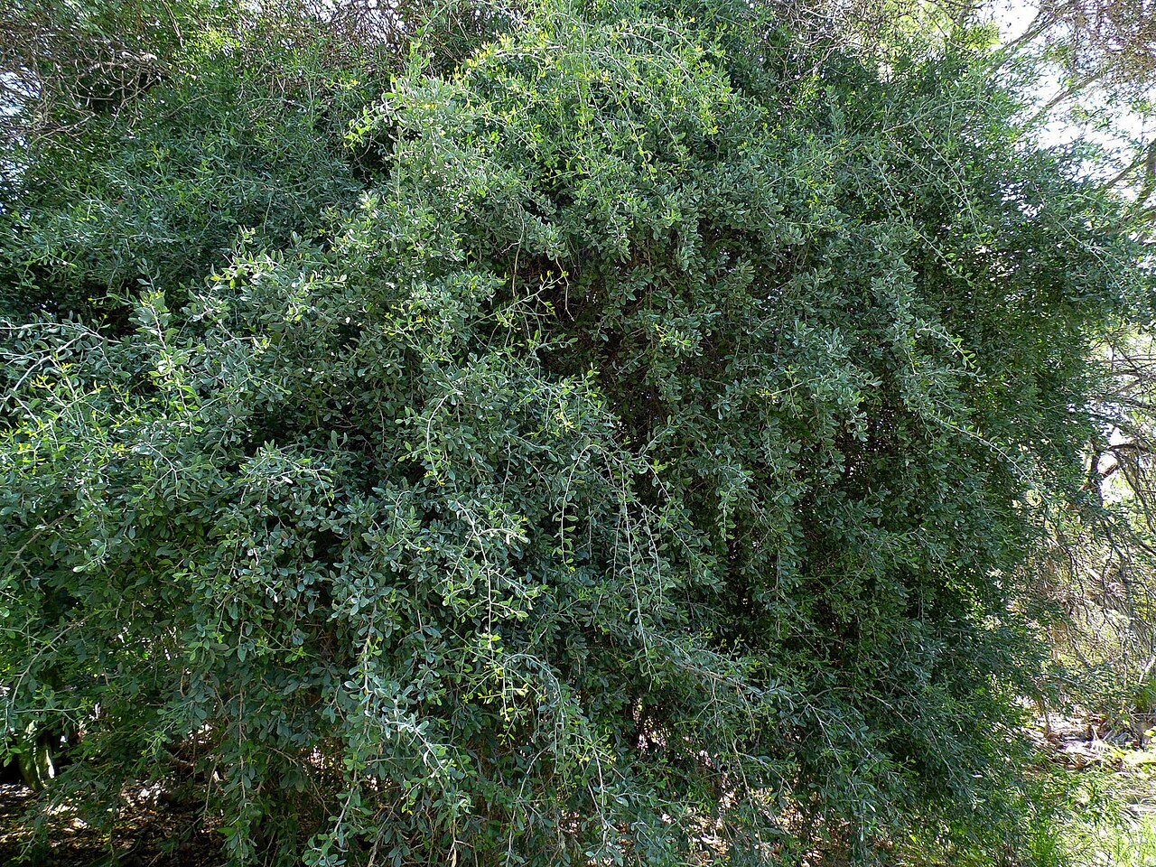 Schoepfia californica: Schoepfia californica