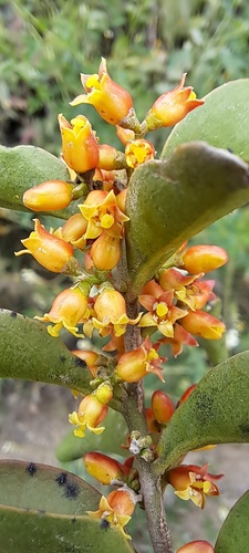 Schoepfia flexuosa (Schoepfia flexuosa)