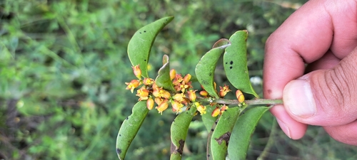 Schoepfia flexuosa (Schoepfia flexuosa)