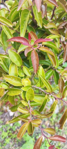 Schoepfia flexuosa (Schoepfia flexuosa)