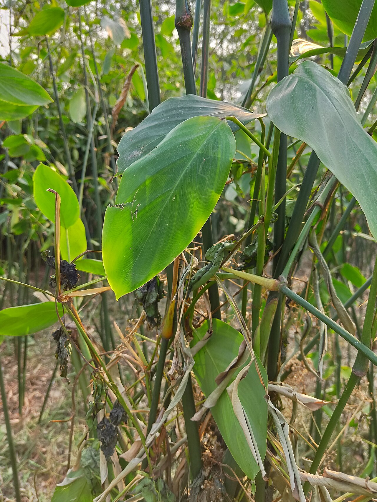 Schumannianthus benthamianus: মুর্তা বা পাটিবেত বা পাটিপাতা বা মুস্তাক (বৈজ্ঞানিক নাম: Schumannianthus dichotomus) হচ্ছে সেই উদ্ভিদের নাম যা দিয়ে শীতল পাটি তৈরি হয়। শীতল পাটি হচ্ছে বাংলাদে