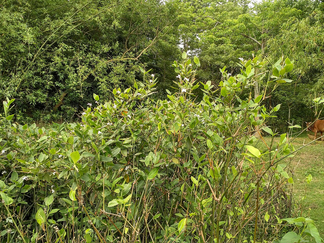 Schumannianthus benthamianus: দেওটুকুন, পূর্বধলা, নেত্রকোনায় কংস নদীর তীরে অযত্নে বেড়ে উঠা মুর্তা গাছ।