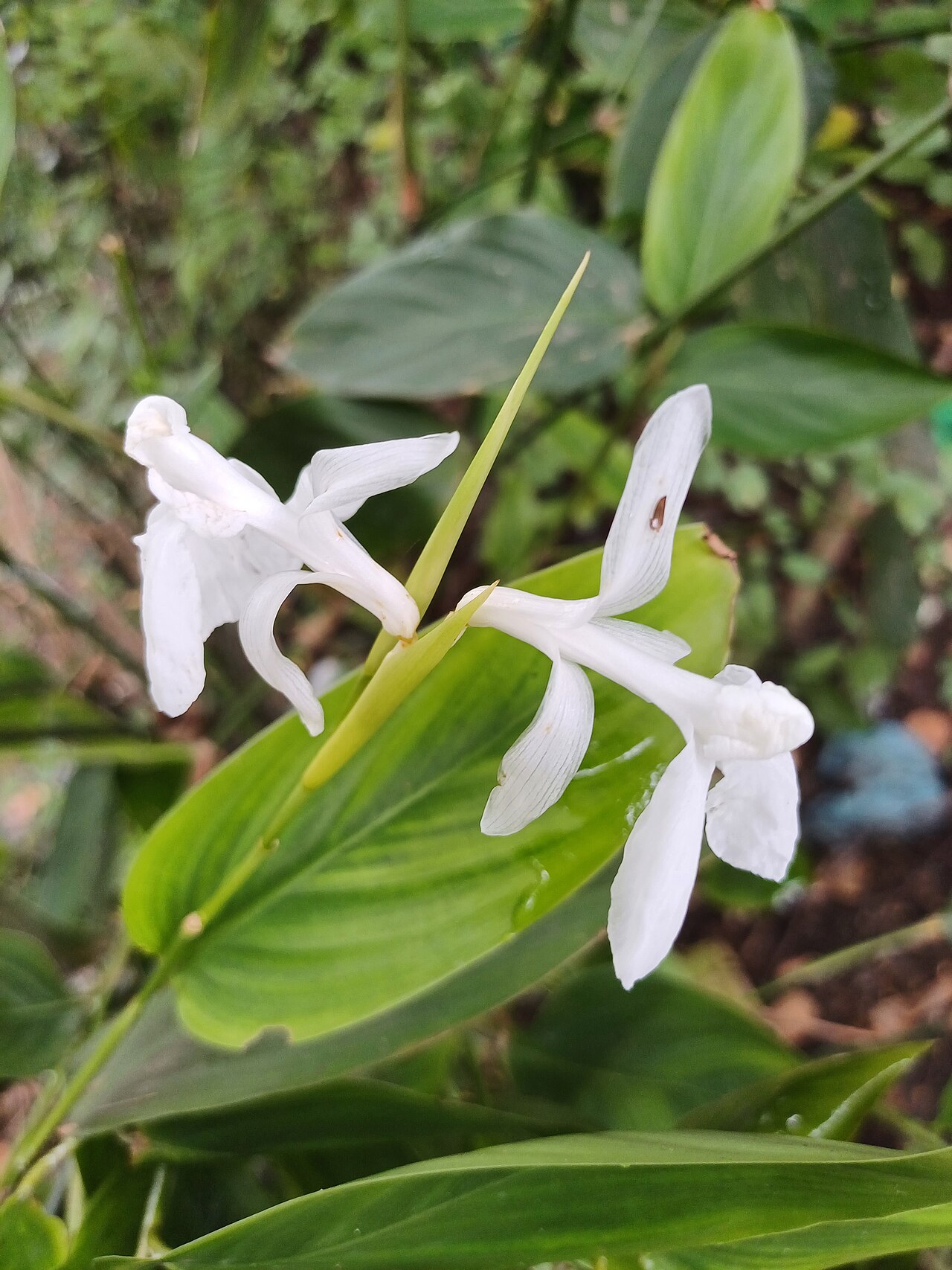 Schumannianthus benthamianus: Flower of Schumannianthus dichotomus