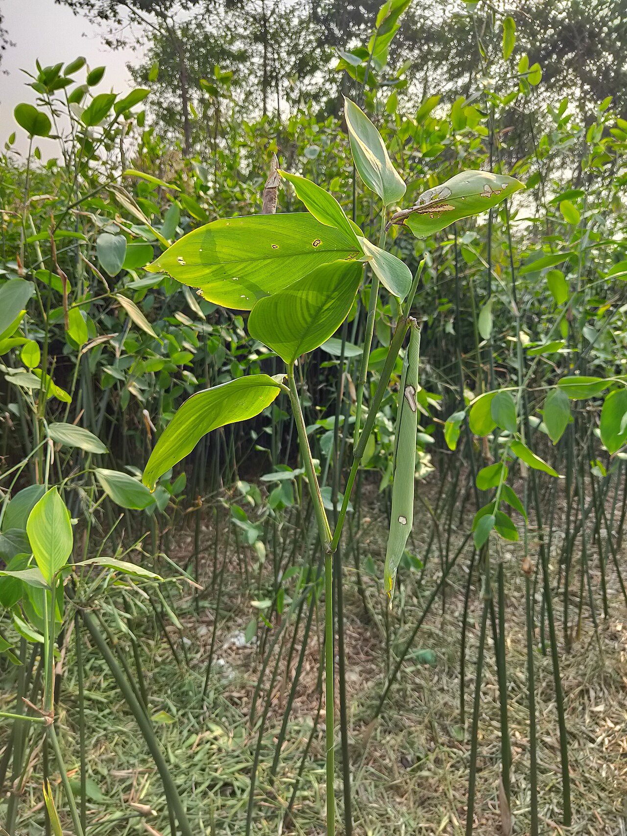 Schumannianthus benthamianus: মুর্তা বা পাটিবেত বা পাটিপাতা বা মুস্তাক (বৈজ্ঞানিক নাম: Schumannianthus dichotomus) হচ্ছে সেই উদ্ভিদের নাম যা দিয়ে শীতল পাটি তৈরি হয়। শীতল পাটি হচ্ছে বাংলাদে