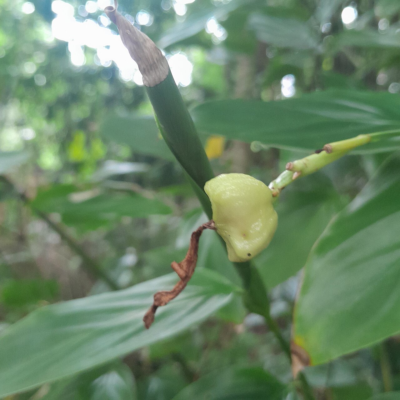 Schumannianthus benthamianus: মুর্তা গাছের ফল