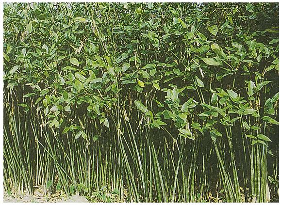 Schumannianthus benthamianus: Murta tree