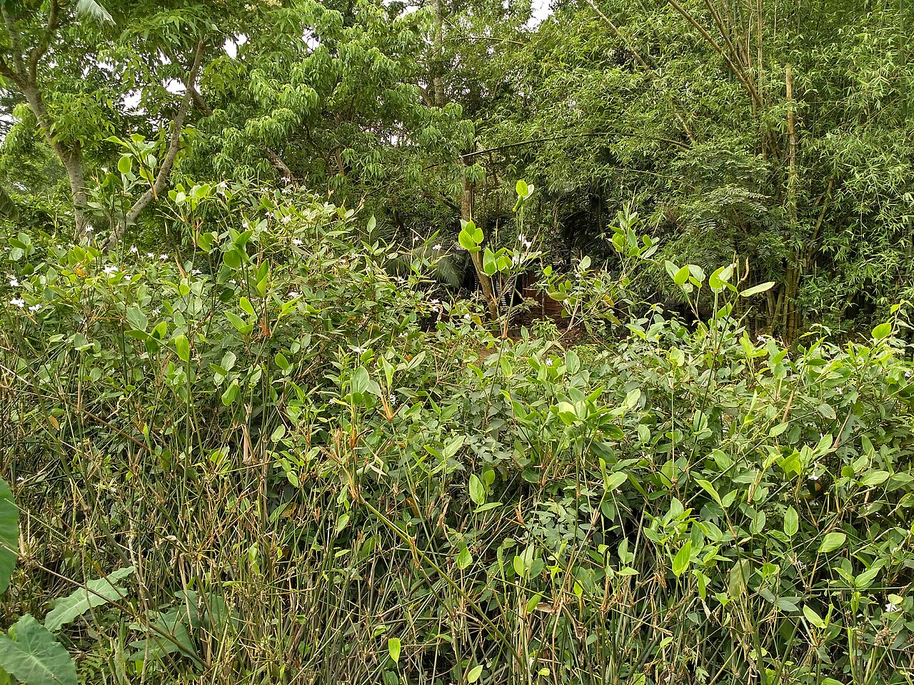 Schumannianthus benthamianus: দেওটুকুন, পূর্বধলা, নেত্রকোনায় কংস নদীর তীরে অযত্নে বেড়ে উঠা মুর্তা গাছ ( পাটিবেত)।