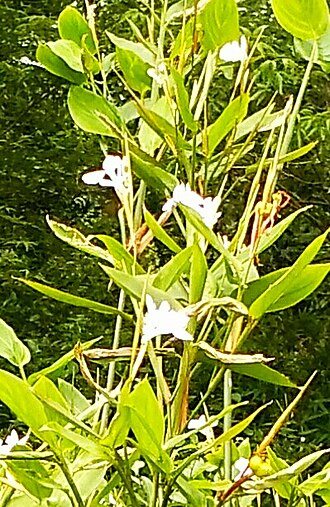 Schumannianthus benthamianus: Schumannianthus dichotomus trees and flowers