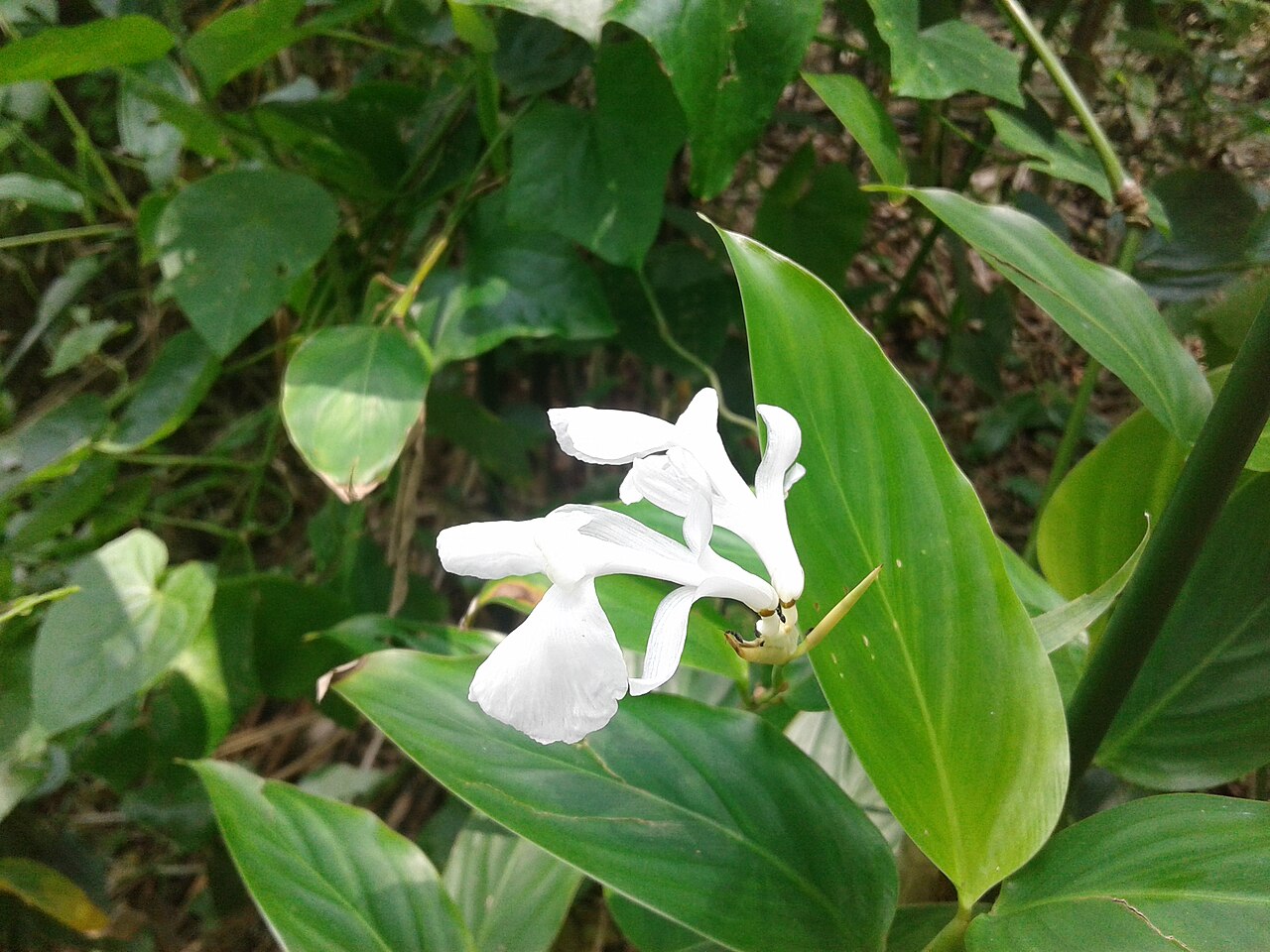 Schumannianthus benthamianus: Photo showing the flower of Schumannianthus dichotomus, taken from the village of Jhowdogi, Lakshmipur Sadar, Bangladesh on 17 May, 2018.