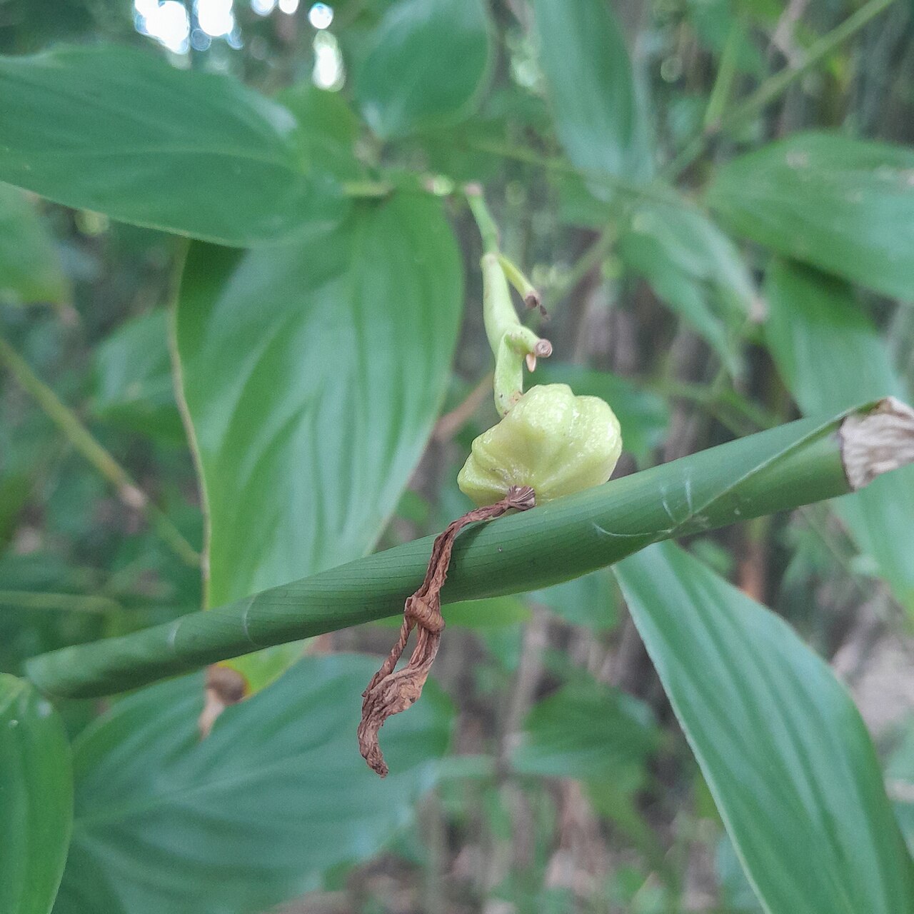 Schumannianthus benthamianus: মুর্তা গাছের ফল
