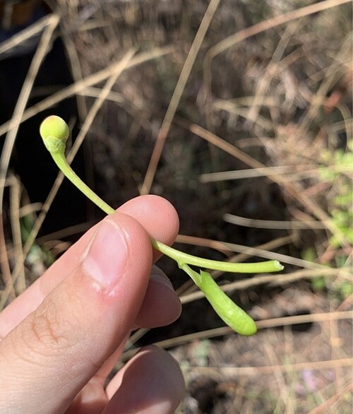 Schwartzia adamantium: Registro de Schwartzia adamantium em Parque Estadual dos Pirineus.