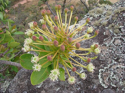Schwartzia adamantium: Schwartzia adamantium , Marcgraviaceae - Brasilien/Brasil: Goiás, Parque Estadual Serra dos Pirineus